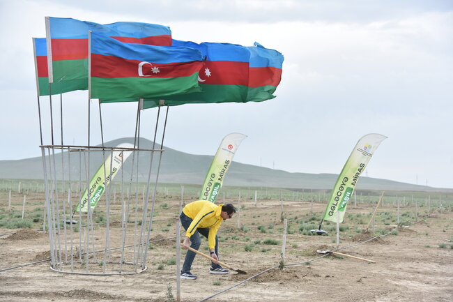 "Gələcəyə yaşıl miras" devizi ilə 40 min ağac əkilib