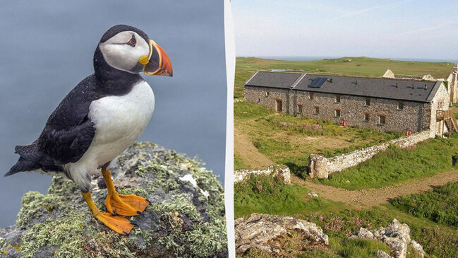 Britaniyada maraqlı vakansiya: Quşları saymaq