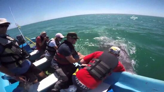 Turistlər gəmiyə yaxınlaşan balinayla görün necə rəftar etdilər - VİDEO