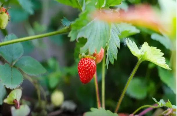 Çiyələyi sarımsağın yanında əkin - səbəbi sizi heyrətləndirəcək