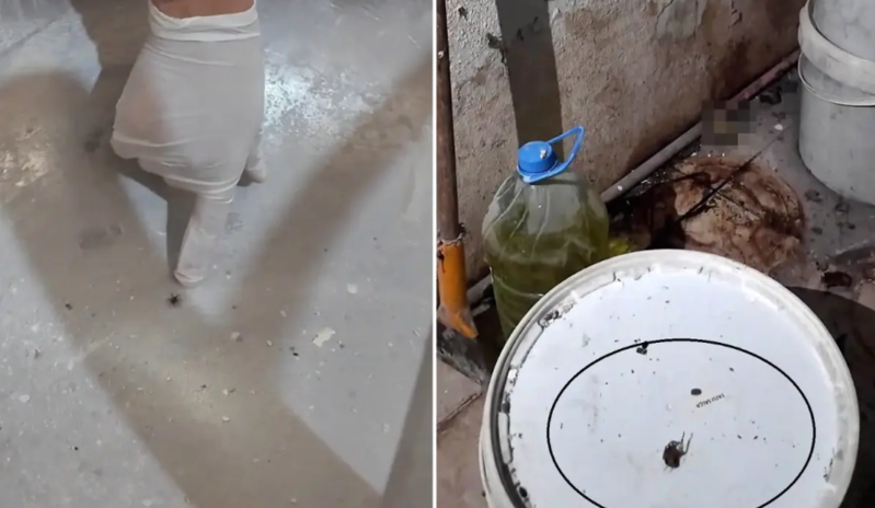 Çörək sexindəki görüntülər ürək bulandırdı! "İlan çıxacaq deyə qorxuram" - VİDEO