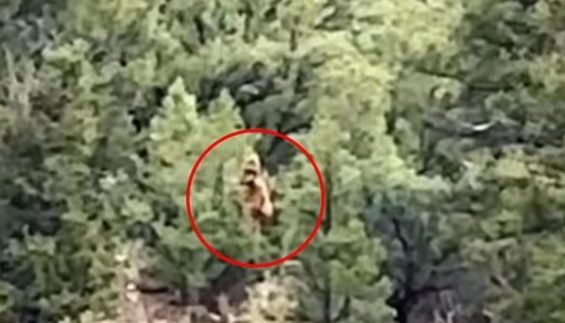 ABŞ-də bir qrup turist "qar adamını" lentə alıb