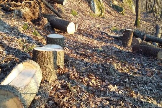 Qanunsuz kəsilmiş ağacların daşınmasının qarşısı alındı