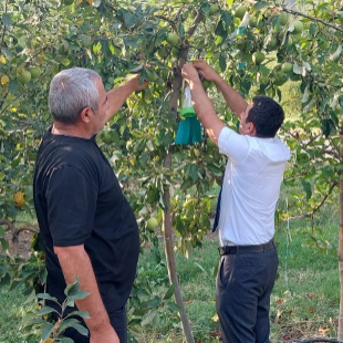 Şəki-Zaqatala bölgəsini zərərverici həşəratlar "zəbt edib": Dövlət qurumundan TÖVSİYƏ