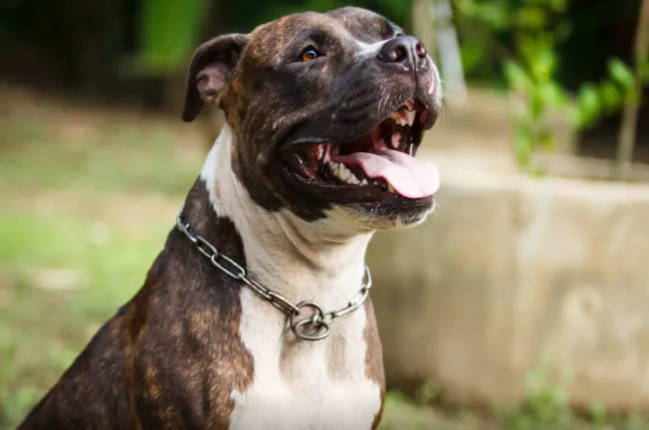 Pitbullar baba və 3 aylıq nəvəsini parçaladı - DƏHŞƏT