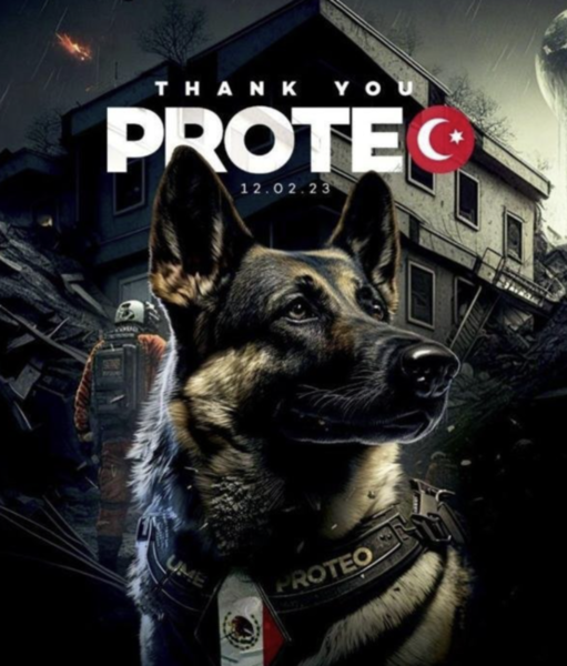 Türkiyədə ölən xilasedici it üçün heykəl ucaldılacaq