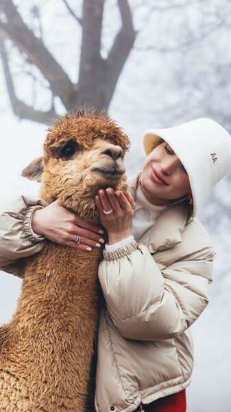 Prezidentin gəlininin alpaka fermasından maraqlı - Fotoları