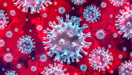 Koronavirus heyvanlar arasında da yayılır
