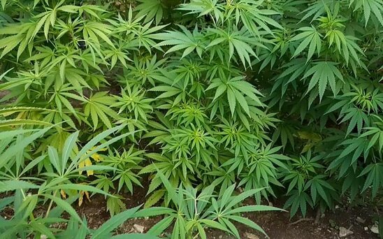 Kürün sahilində çətənə yetişdirən şəxs tutuldu - FOTO