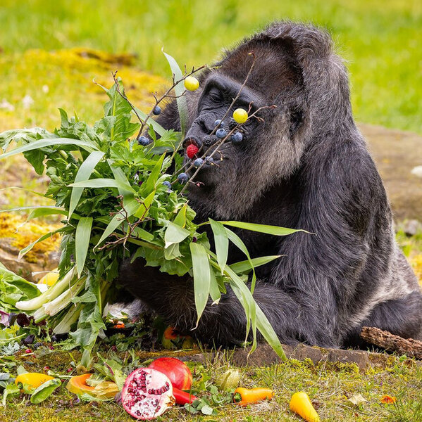 Berlin zooparkında dünyanın ən yaşlı qorillasının 66 yaşı tamam oldu - FOTO