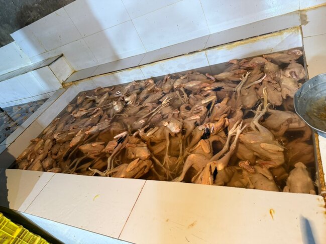 "Kənd toyuqları"nı bu vannalarda "istehsal edirmişlər" - Fotolar