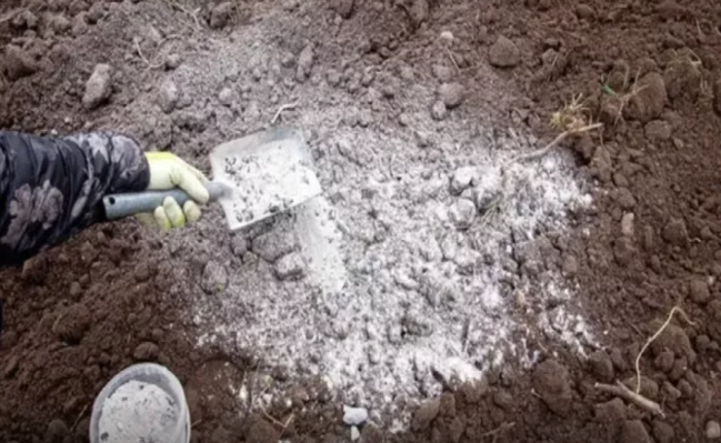 Niyə mart ayında bağa kül səpmək lazımdır?