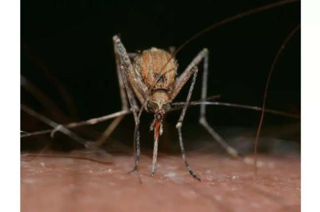 Gənə və ağcaqanad təhlükəsinə qarşı XƏBƏRDARLIQ