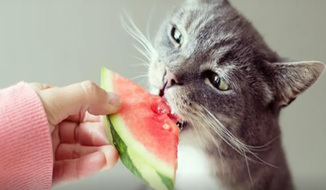 Pişiklər niyə meyvələri sevmirlər? -Maraqlı faktlar