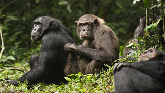 İnsanlar niyə müharibə edir? - Alimlər cavabı şimpanze qrupları arasındakı münaqişədə axtarır