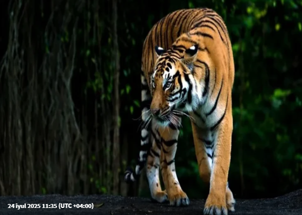 3 nəfəri parçalayan pələngə görə 18 məktəb BAĞLANDI