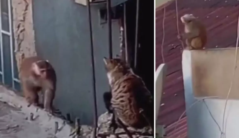 Şəhərdə damdan-dama atılan meymunun hardan qaçdığı məlum oldu! - VİDEO