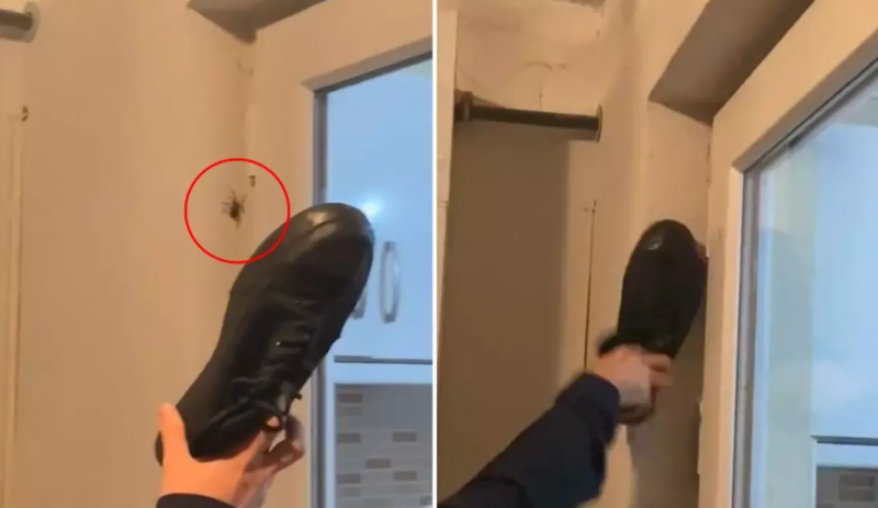 Evindəki hörümçəyi öldürmək istəyən şəxs qorxu filmi kimi hadisə yaşadı - VİDEO