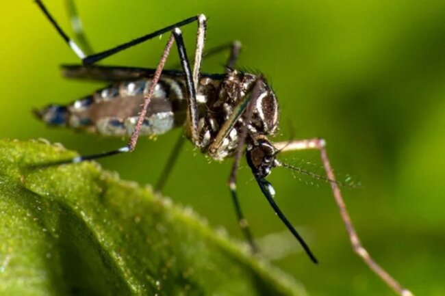 Azərbaycana 8 milyondan çox həşərat gətirildi: Əsas səbəb nədir?