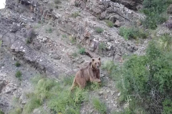Kəndə girən ayını dronla qovdu - VİDEO