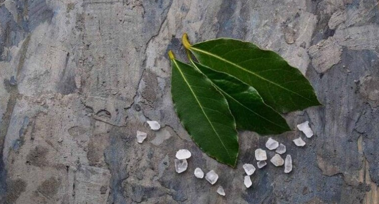 Pəncərə kənarına duz və dəfnə yarpağı qoyurlar – Mükəmməl üsul