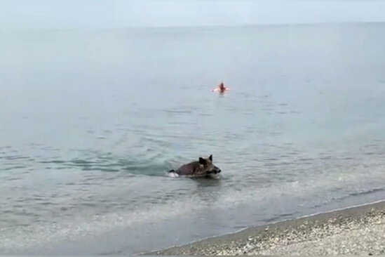 Dənizdən çıxan çöldonuzu çimərliyə gələnləri qorxutdu – VİDEO