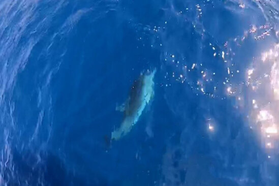 Gəzintiyə çıxan turist qayığında həyəcanlı anlar - VİDEO