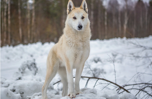 Alimlər əksər it cinslərində canavar DNT-si aşkar ediblər
