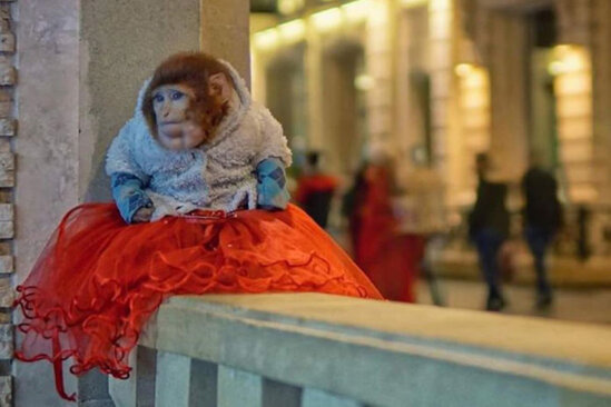 "Torqovı"nın məşhur meymununun qolu sındı - xəstəxanadan VİDEO