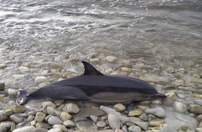 Yaponiyada onlarla delfin özünü sahilə atdı - VİDEO