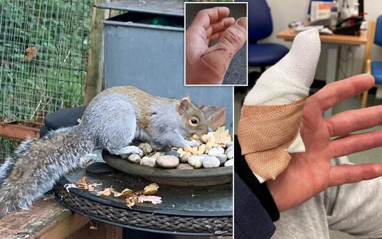 Görün boz dələ 18 nəfərə nə etdi