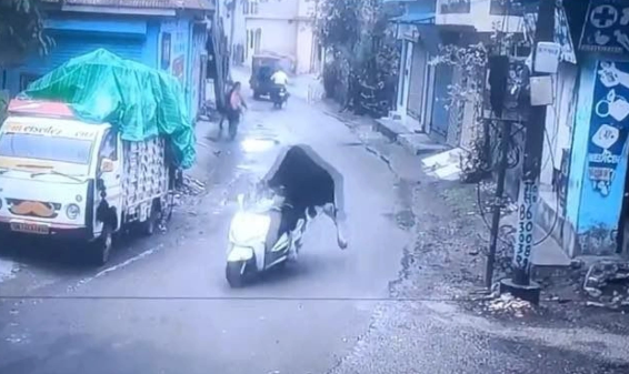 Hindistanda öküz skuteri inəklə səhv salaraq onu qaçırıb