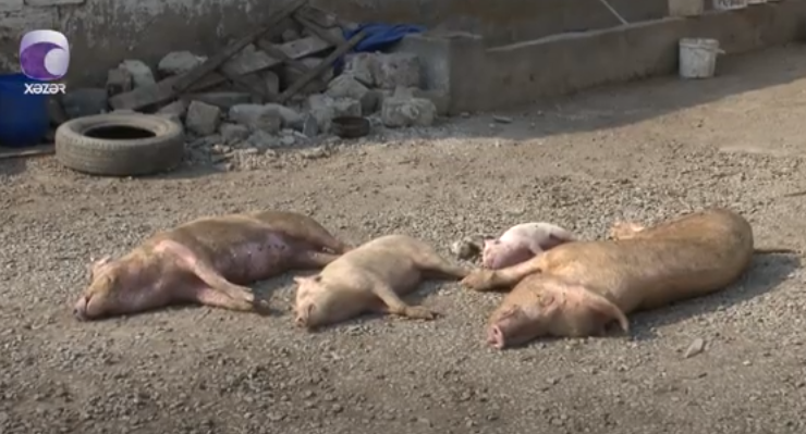 Bakıda restoran və bazarlara yüzlərlə xəstə donuzlar satılıb – QORXUNC İDDİA