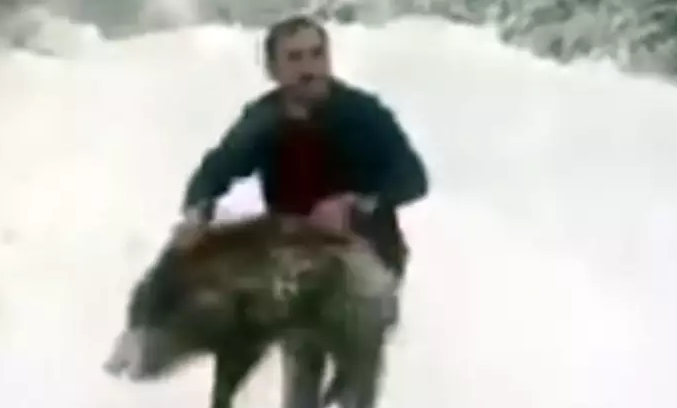 Maraqlı hadisə: Vəhşi donuzu tutub qucaqladı, sonra təbiətə buraxdı