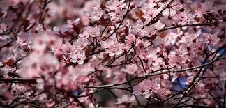 Mart ayının hava proqnozu bəlli oldu