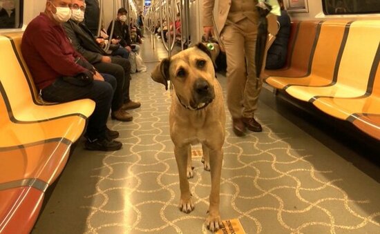 Dünya bu itdən danışır