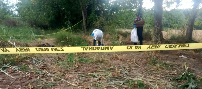 Qarğıdalı tarlasında tapılan insan sümükləri itkin şəxsin kimliyini ortaya çıxardı - VİDEO