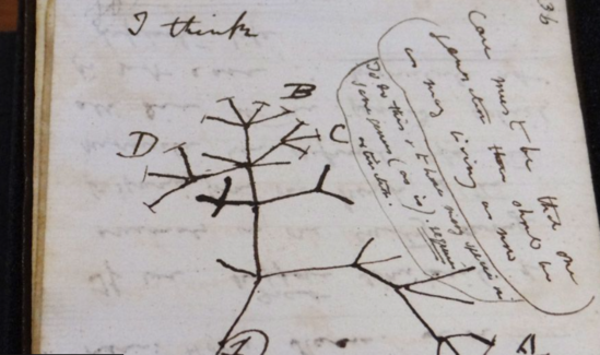 Çarlz Darvinin "oğurlanmış" dəftərləri tapıldı - FOTO