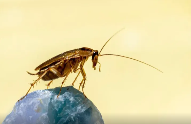 Evdə tarakanlardan qurtulmağın asan yolu