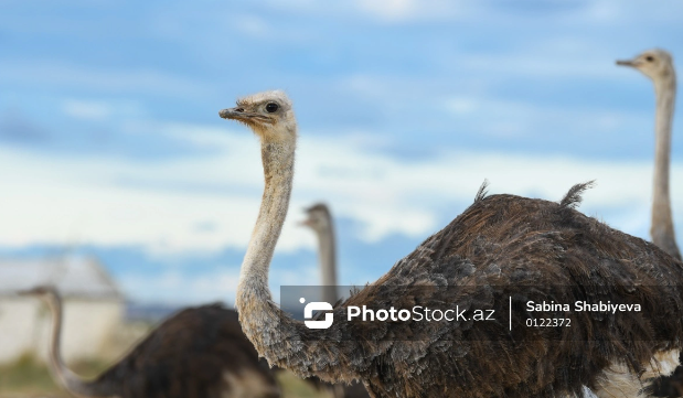 Kanadada "quş qripi" təhlükəsinə görə 300-dən çox dəvəquşu öldürülüb