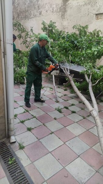 Dünəndən bəri Bakıda 41 ağac sınıb - Fotolar