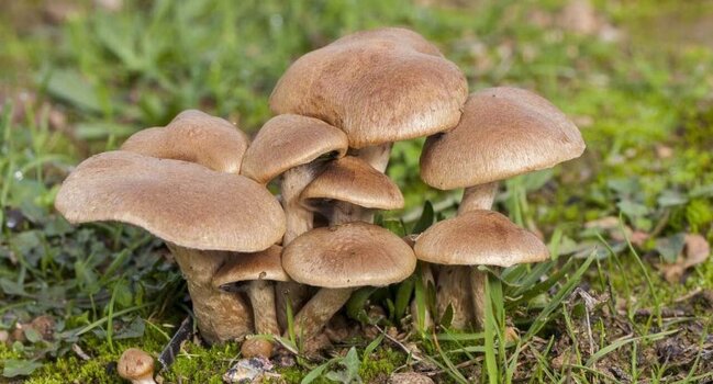 Göbələk yedikdən sonra bu əlamətlər varsa... - Diqqətli olun!