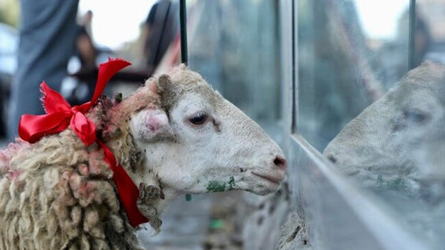 Qurbanda ət payını başqa nə ilə əvəz etmək olar? - İlahiyyatçı cavab verir