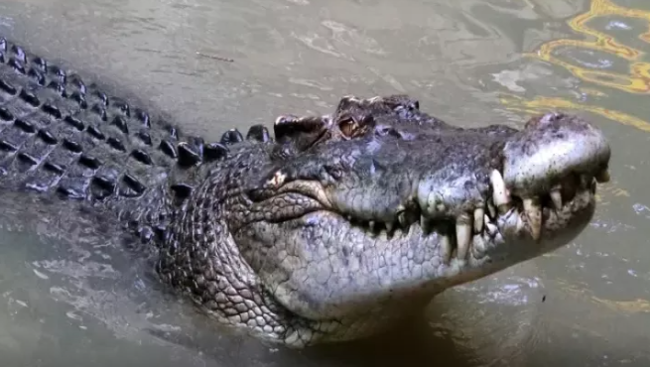 Timsah futbol oynayan uşağı dostlarının gözü önündə parçaladı