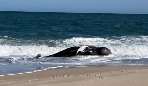 Argentinada müəmmalı balina ölümləri: Narahatedici tendensiya aylardır davam edir - VİDEO