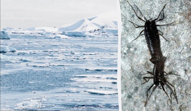 Mikroplastiklər Yer kürəsinin kənarına çatdı