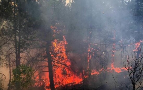 Türkiyədə yenidən meşə yanğını başladı - FOTOLAR