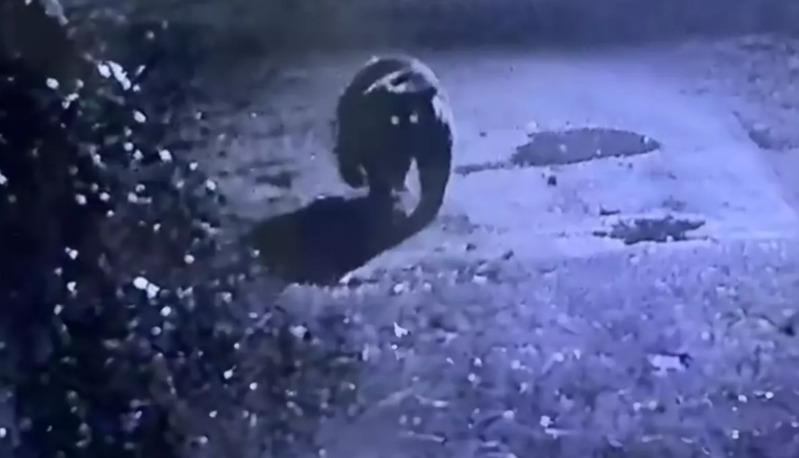 Bir şəhərin kabusuna çevrilib! Ovçular tuta bilmir! - VİDEO