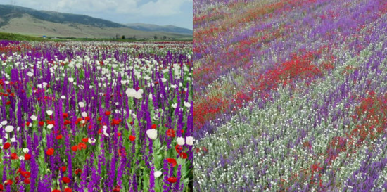 Türkiyədə çiçək tarlası nəhəng xalıya bənzəyir - VİDEO