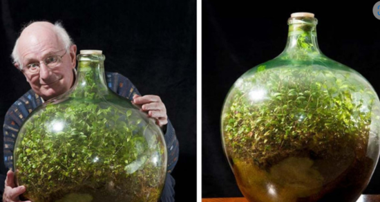 Bu bitki 60 ildir niyə solmur? - SİRRİ AÇILDI